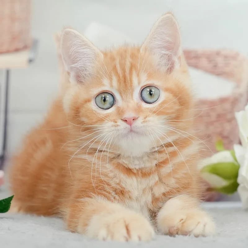ミヌエットの子猫 オス レッドタビー
