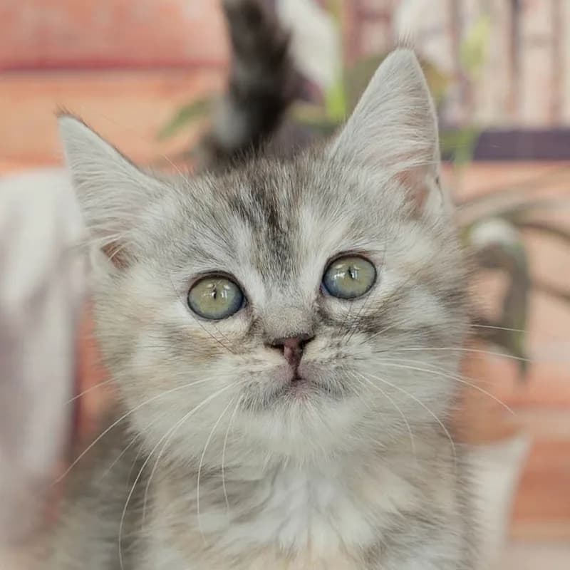 マンチカンの子猫 メス シルバーパッチドタビー