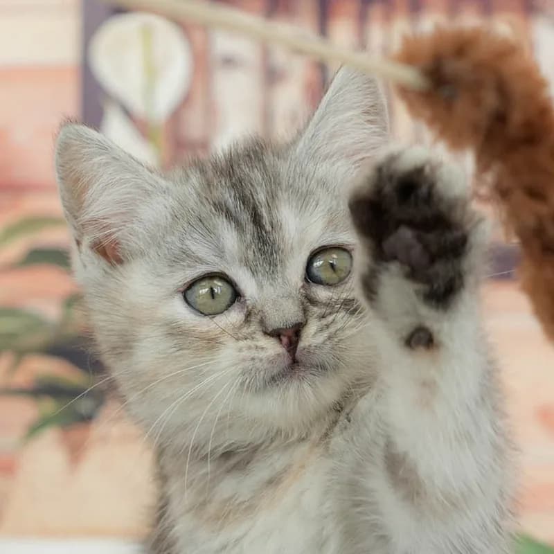 マンチカンの子猫 メス シルバーパッチドタビー - パピーヴィレッジ ユリカモメ - サムネイル2