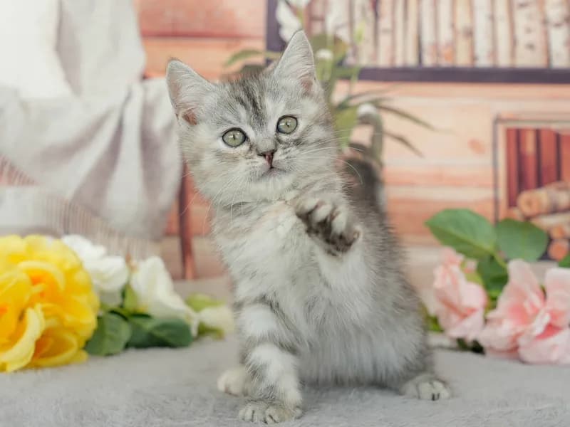 マンチカンの子猫 メス シルバーパッチドタビー - パピーヴィレッジ ユリカモメ - サムネイル3