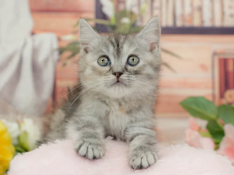 マンチカンの子猫 メス シルバーパッチドタビー - パピーヴィレッジ ユリカモメ - サムネイル4