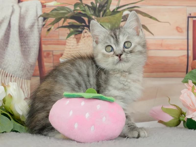 マンチカンの子猫 メス シルバーパッチドタビー - パピーヴィレッジ ユリカモメ - サムネイル5