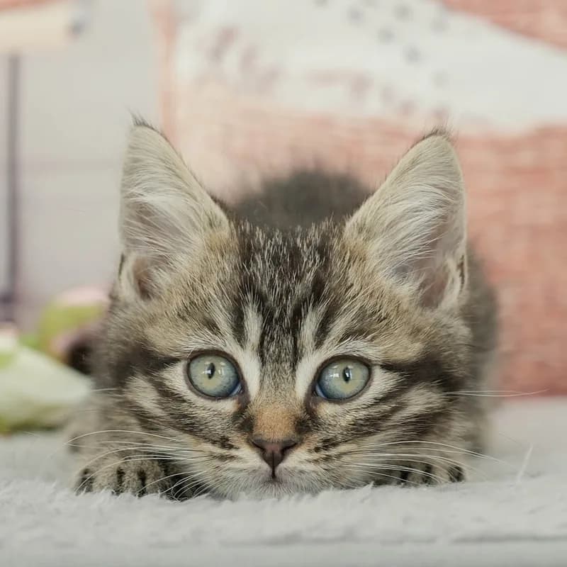 マンチカンの子猫 オス ブラウンタビー - パピーヴィレッジ ユリカモメ - サムネイル2