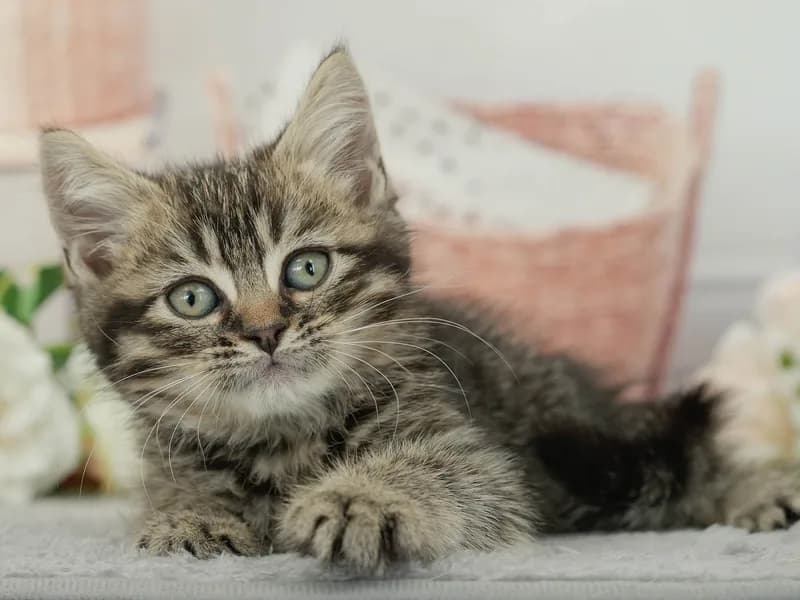 マンチカンの子猫 オス ブラウンタビー - パピーヴィレッジ ユリカモメ - サムネイル3