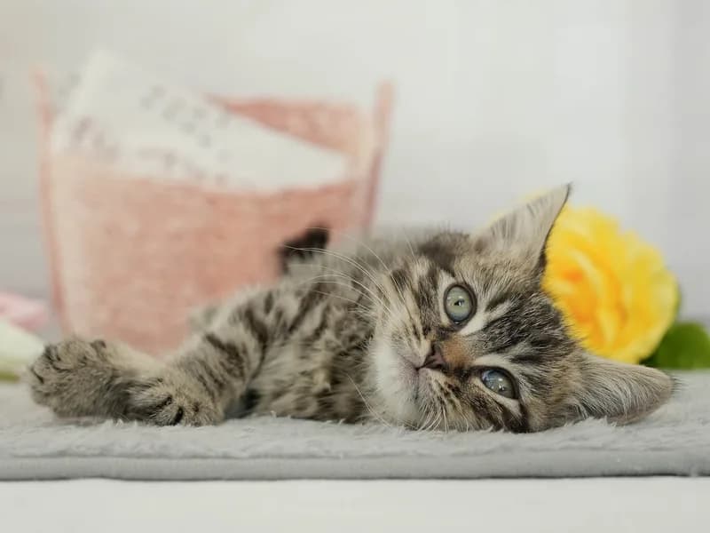 マンチカンの子猫 オス ブラウンタビー - パピーヴィレッジ ユリカモメ - サムネイル4