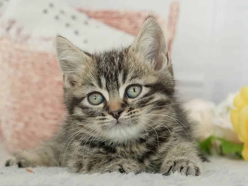 マンチカンの子猫 オス ブラウンタビー - パピーヴィレッジ ユリカモメ - サムネイル5