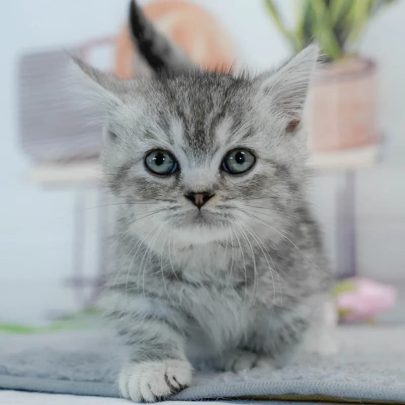 マンチカンの子猫 メス シルバータビー