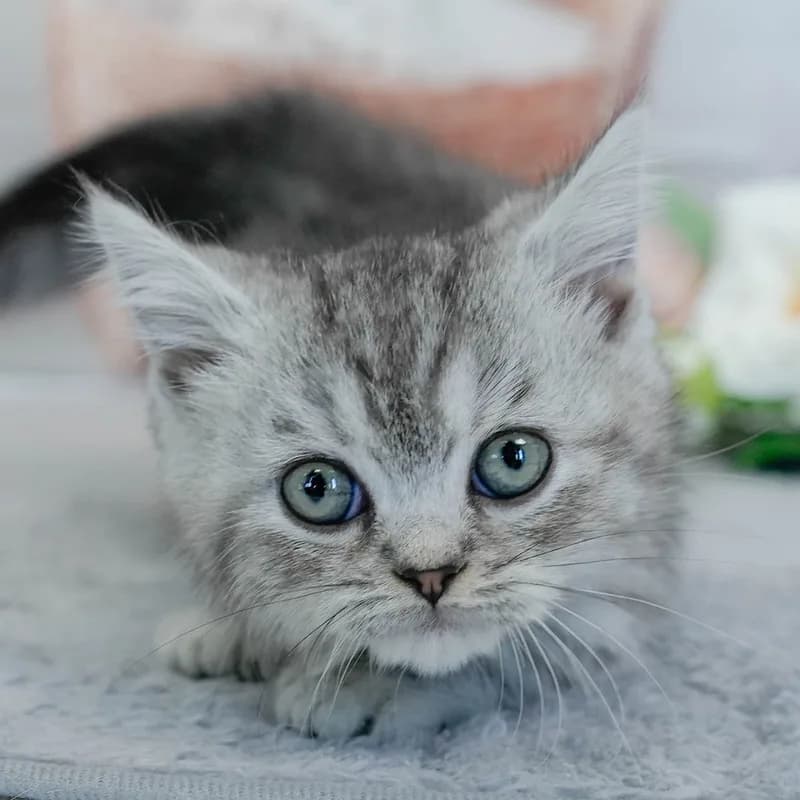 マンチカンの子猫 メス シルバータビー - パピーヴィレッジ ユリカモメ - サムネイル2
