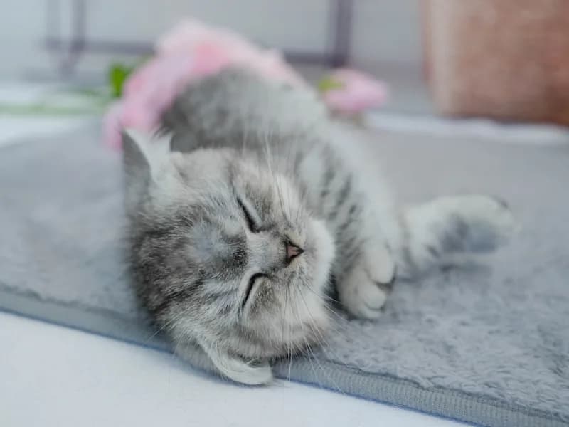 マンチカンの子猫 メス シルバータビー - パピーヴィレッジ ユリカモメ - サムネイル3