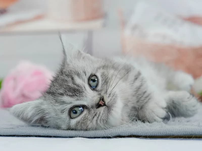 マンチカンの子猫 メス シルバータビー - パピーヴィレッジ ユリカモメ - サムネイル4