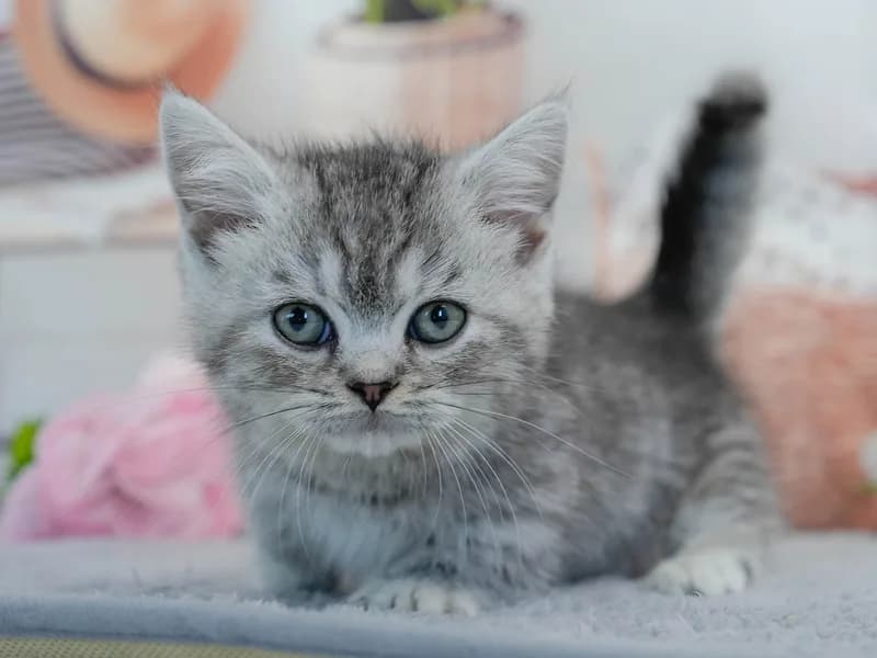 マンチカンの子猫 メス シルバータビー - パピーヴィレッジ ユリカモメ - サムネイル5
