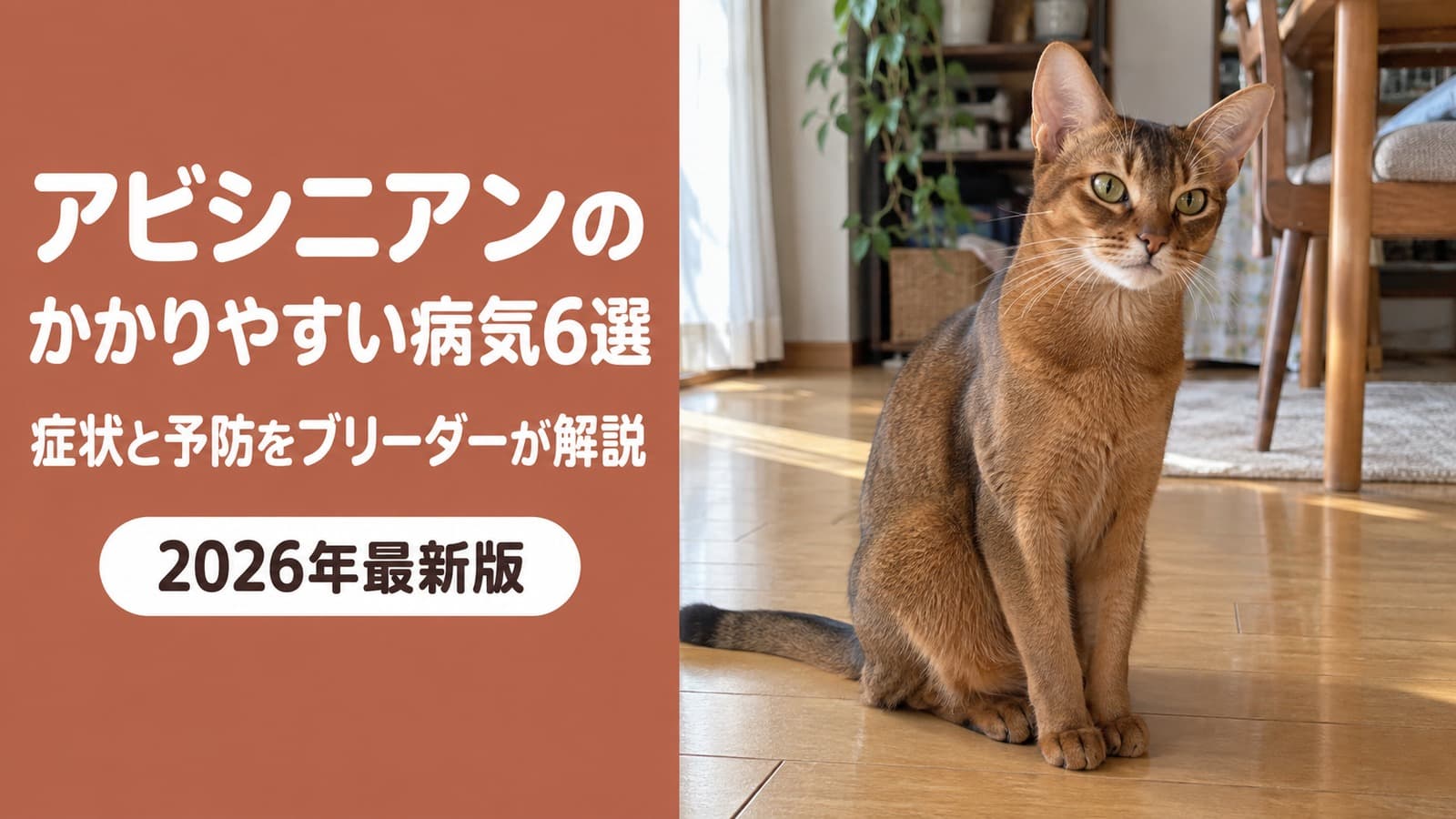【2026年版】アビシニアンがかかりやすい病気6選|遺伝病・臓器疾患の症状と予防をブリーダーが解説