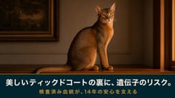 【2026年版】アビシニアンがかかりやすい病気6選|遺伝病・臓器疾患の症状と予防をブリーダーが解説