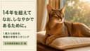 【2026年版】アビシニアンの寿命は何年?平均寿命・かかりやすい病気・長生きの秘訣をブリーダーが解説