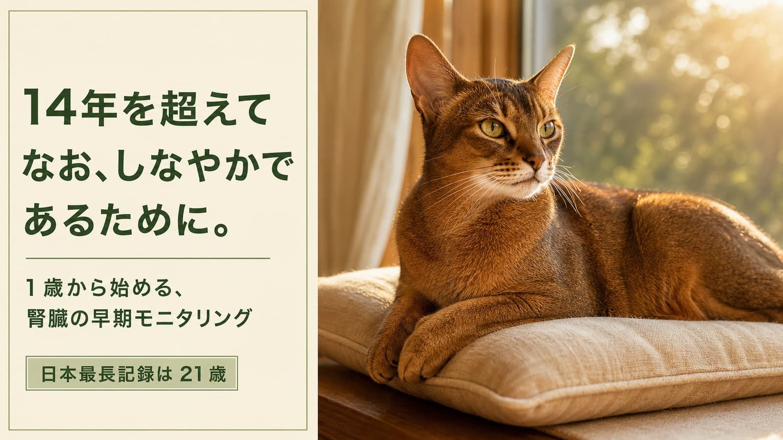 【2026年版】アビシニアンの寿命は何年?平均寿命・かかりやすい病気・長生きの秘訣をブリーダーが解説