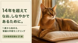 【2026年版】アビシニアンの寿命は何年?平均寿命・かかりやすい病気・長生きの秘訣をブリーダーが解説
