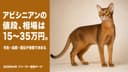 【2026年版】アビシニアンの値段相場は15〜35万円|毛色・遺伝子検査・飼育費用をブリーダーが解説