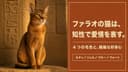 アビシニアンは飼いにくい?運動量と留守番の実際【2026】