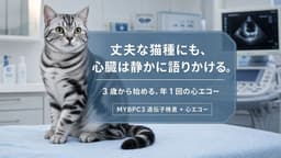 【2026年版】アメリカンショートヘアがかかりやすい病気6選|症状・早期発見・健康管理をブリーダーが解説
