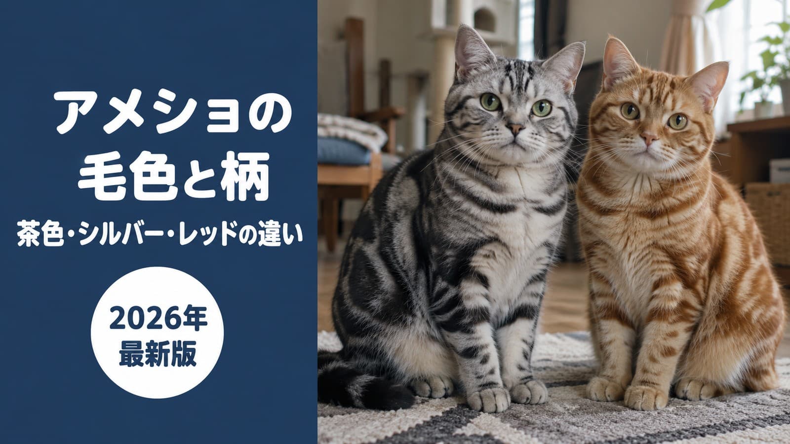 【2026】アメショの毛色|茶色は珍しい?シルバー・レッドの違い