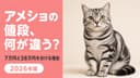 【2026年版】アメショの値段は成約平均17万円|シルバータビーで10万円差が生まれる理由をブリーダーが解説