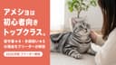 【2026年版】アメリカンショートヘアの性格|活発・温厚・初心者向きの理由をブリーダーが解説