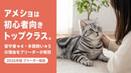 【2026年版】アメリカンショートヘアの性格|活発・温厚・初心者向きの理由をブリーダーが解説