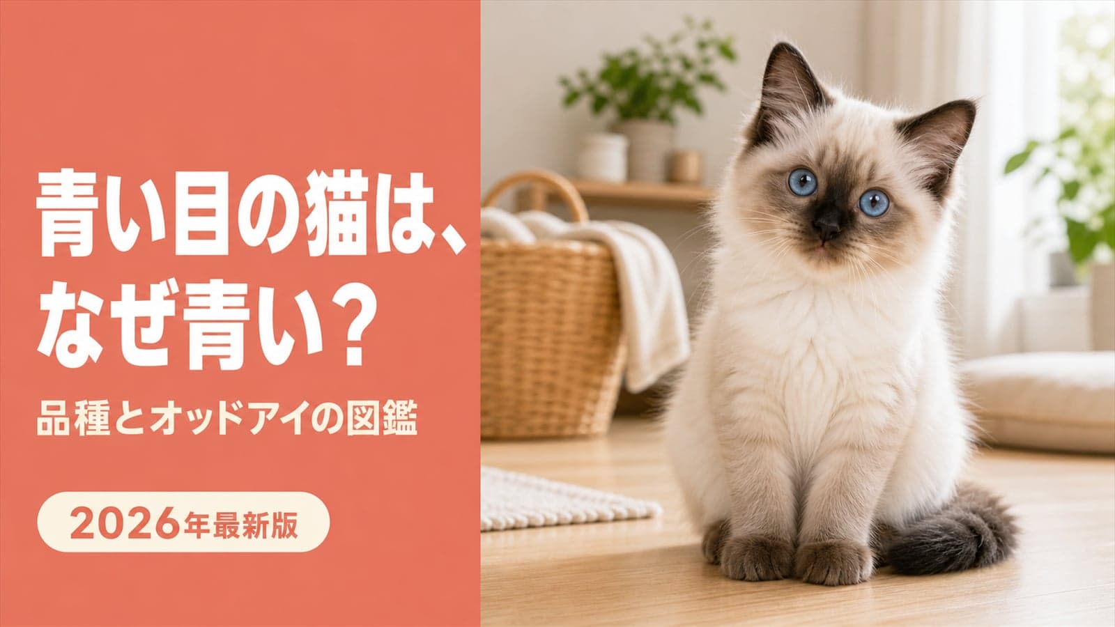【2026年版】青い目の猫の種類とオッドアイ|難聴リスクが変わる2つの仕組みをブリーダーが解説