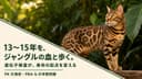 【2026年版】ベンガル猫の寿命は何年?平均寿命・長生きの秘訣・病気リスクをブリーダーが解説