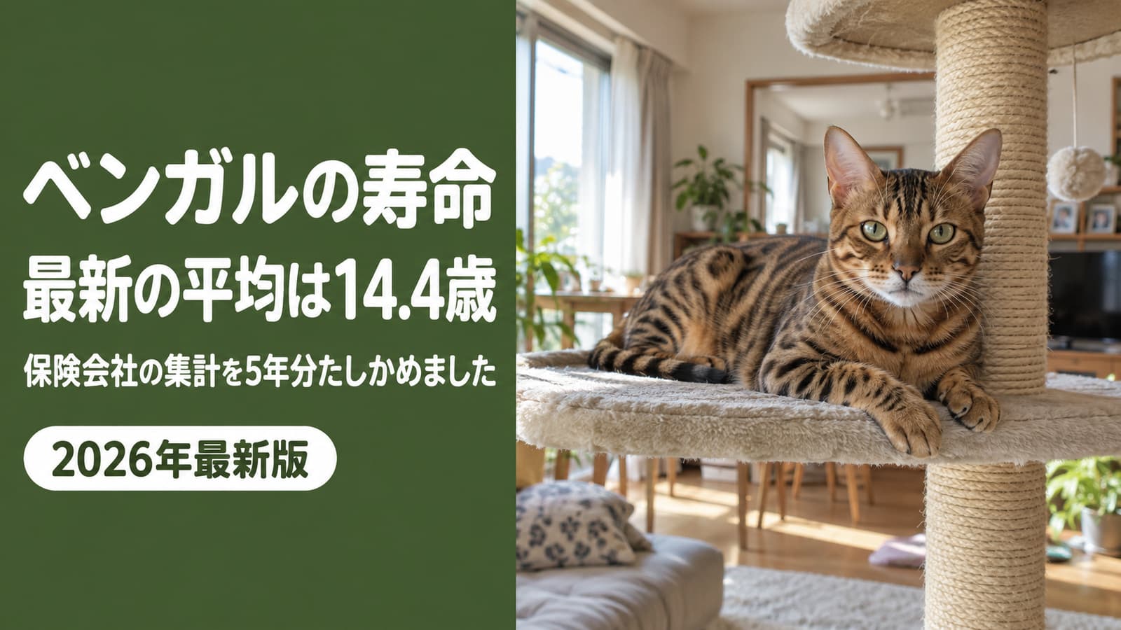 ベンガルの寿命|最新の平均14.4歳と長生きの準備【2026】