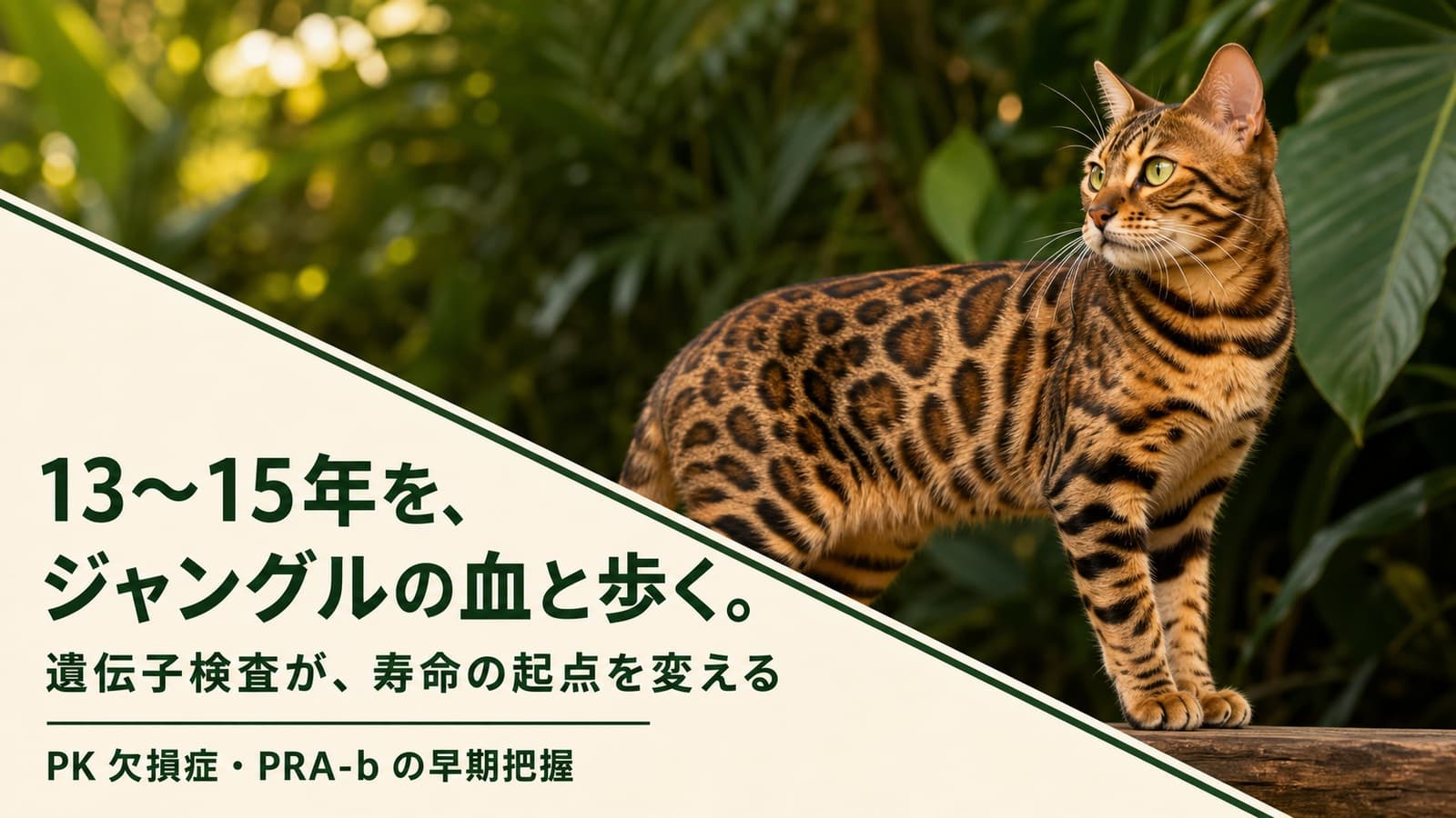 【2026年版】ベンガル猫の寿命は何年?平均寿命・長生きの秘訣・病気リスクをブリーダーが解説