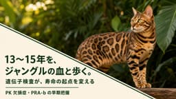 【2026年版】ベンガル猫の寿命は何年?平均寿命・長生きの秘訣・病気リスクをブリーダーが解説