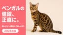 【2026年版】ベンガルの値段22〜25万円|毛色・購入先別の相場