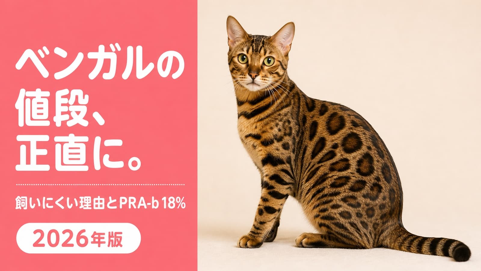 【2026年版】ベンガルの値段22〜25万円|毛色・購入先別の相場