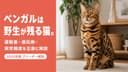 【2026年版】ベンガルの性格・飼い方・病気リスク - ブリーダーが取り扱わない理由と代替品種