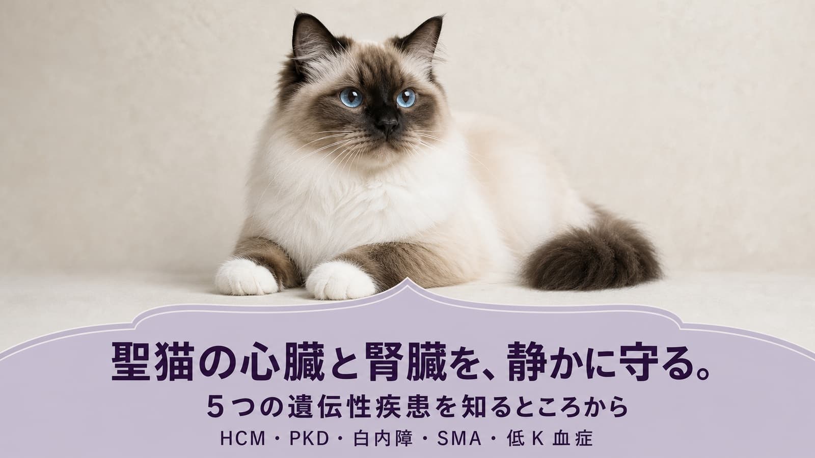 【2026年版】バーマン猫のかかりやすい病気と健康管理|心臓病・腎臓の遺伝病・白内障をブリーダーが解説