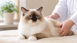 【2026年版】バーマン猫のかかりやすい病気と健康管理|HCM・PKD・白内障をブリーダーが解説
