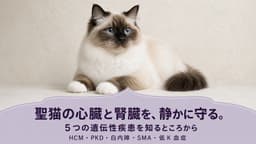 【2026年版】バーマン猫のかかりやすい病気と健康管理|心臓病・腎臓の遺伝病・白内障をブリーダーが解説