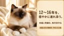 【2026年版】バーマンの寿命は何年?平均寿命・長生きの秘訣と年齢別ケアをブリーダーが解説