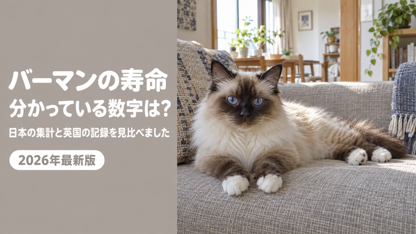 バーマンの寿命|分かっている数字と長生きの準備【2026】