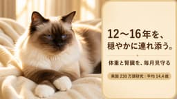 【2026年版】バーマンの寿命は何年?平均寿命・長生きの秘訣と年齢別ケアをブリーダーが解説