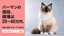 バーマンの値段|希少品種で価格差が大きい理由と探し方【2026】