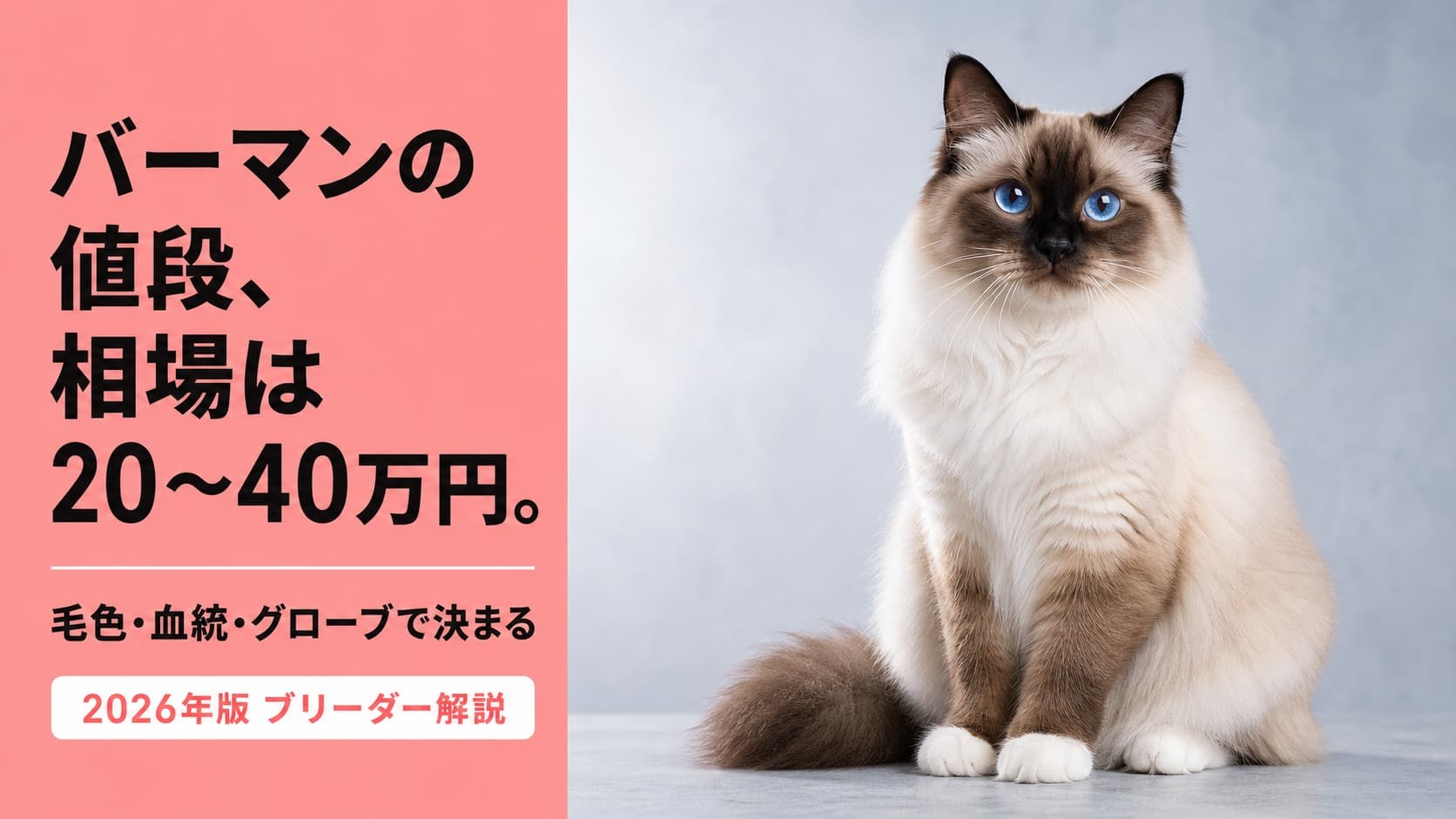 バーマンの値段相場【2026年版】20〜40万円・希少品種ゆえの価格差と入手方法をブリーダーが解説