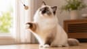 【2026年版】バーマンの性格・特徴・飼い方|穏やかな長毛猫をブリーダーが正直に解説
