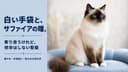 【2026年版】バーマンの性格・特徴・飼い方|穏やかな長毛猫をブリーダーが正直に解説
