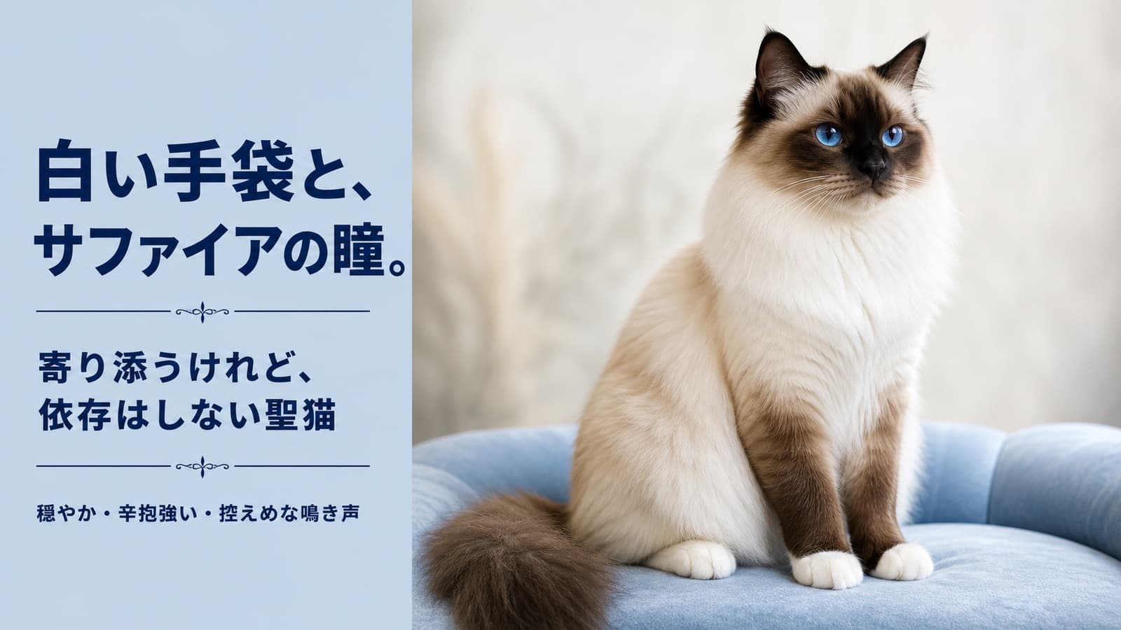 【2026年版】バーマンの性格・特徴・飼い方|穏やかな長毛猫をブリーダーが正直に解説