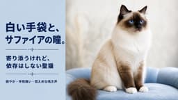 【2026年版】バーマンの性格・特徴・飼い方|穏やかな長毛猫をブリーダーが正直に解説