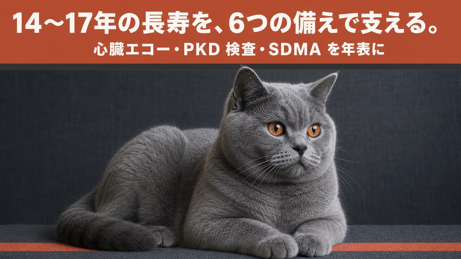 【2026年版】ブリティッシュショートヘアのかかりやすい病気6選|心臓病・腎臓の遺伝病・糖尿病の予防をブリーダーが解説