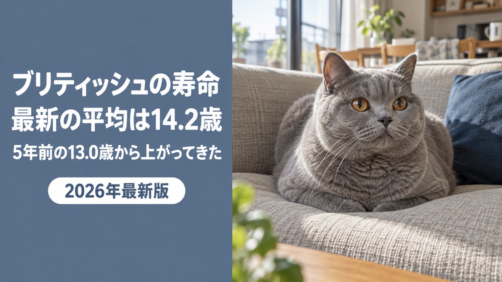 ブリティッシュショートヘアの寿命|最新平均14.2歳【2026】