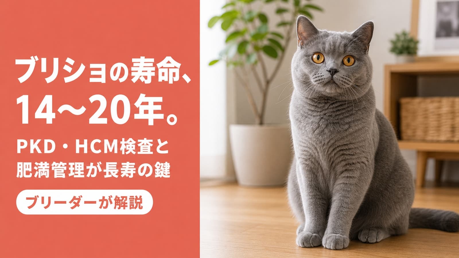 【2026年版】ブリティッシュショートヘアの寿命は?平均14〜20年を目指すための健康管理完全ガイド